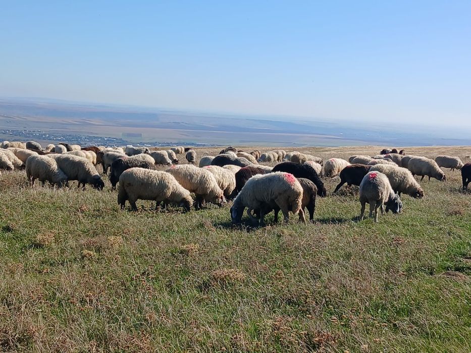 Vand 300 de oi caracul si metis de caracul cu turcane