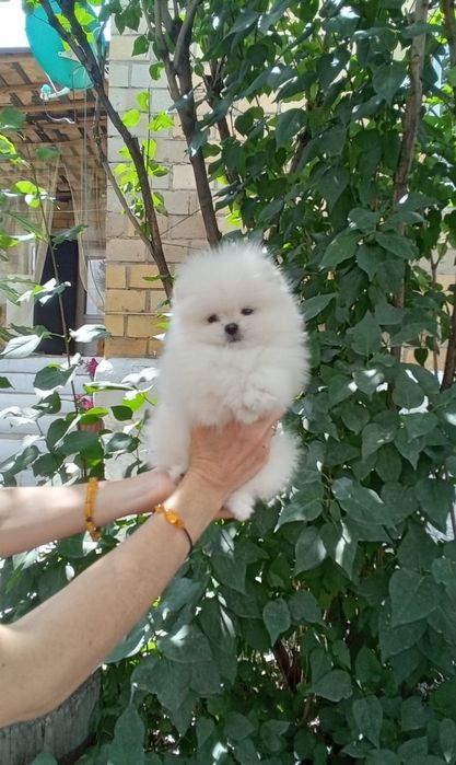 Щенки шпицев продаем