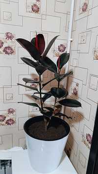Фикус черный принц - популярное домашнее растение.
