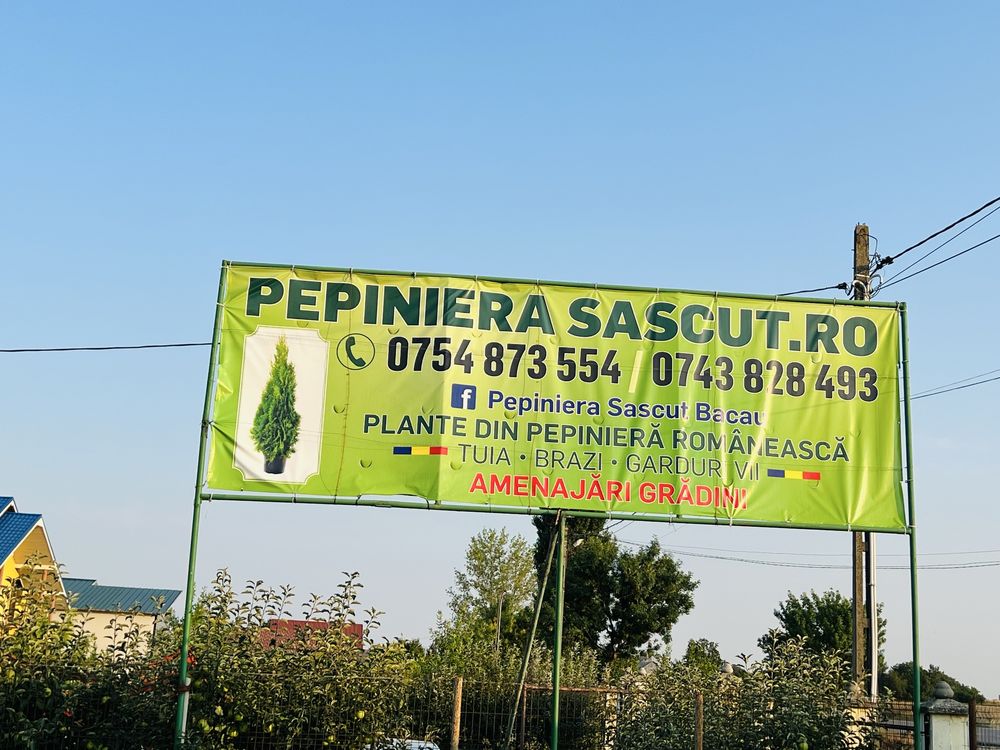 Tuia, brazi, garduri vii plante din pepiniera
