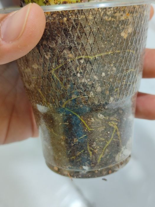 Хойя Арчибольдиана