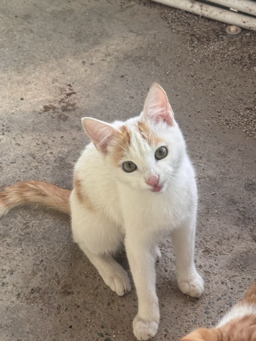 2 КОТЯТА 1 КОТ в хорошые руки