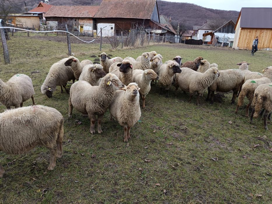 Vând 23 de înmormântare -  țigaie