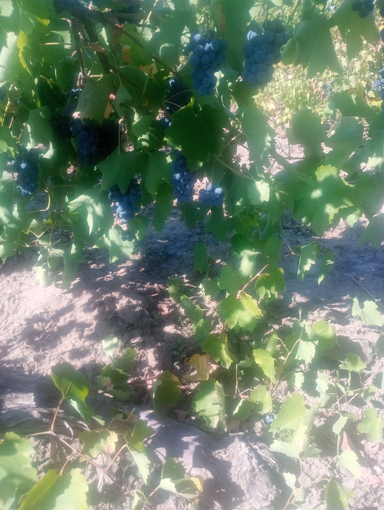 Struguri PRODUCATOARE pentru vin nu