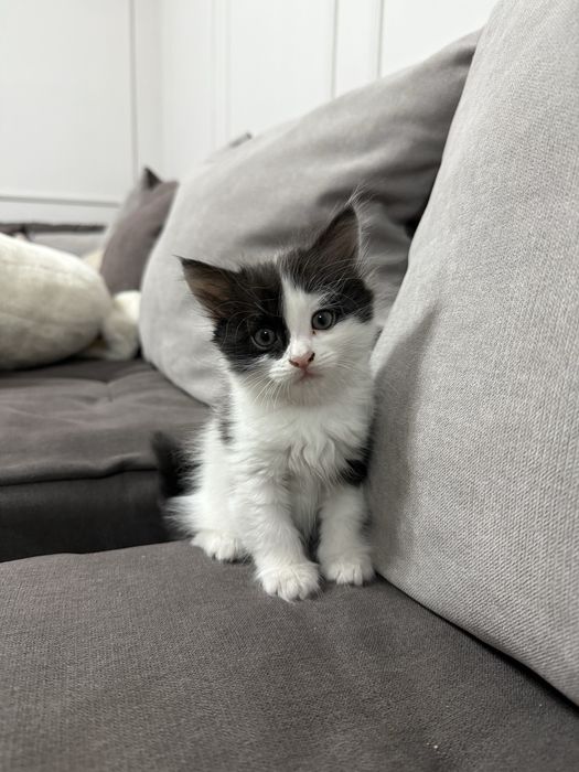Котенок Мальчик 3 месячный