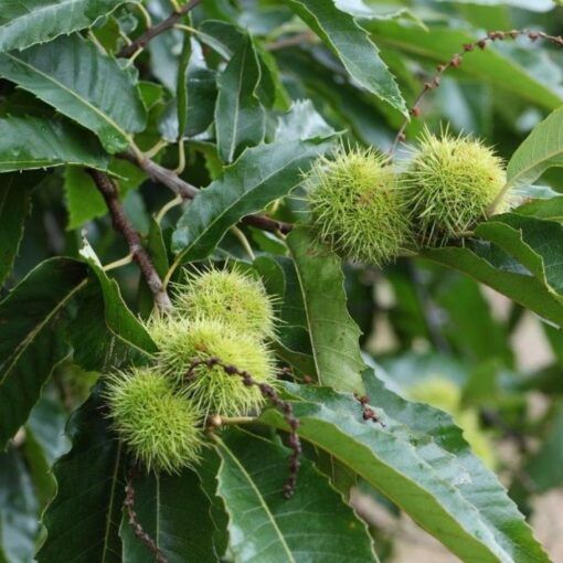 Vând puieți de castani la ghiveci frumos dezvoltați