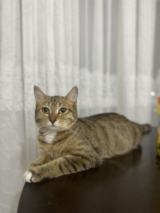 отдам котят даром