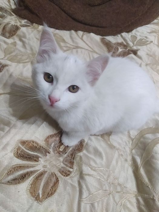 Белые котята в добрые руки!