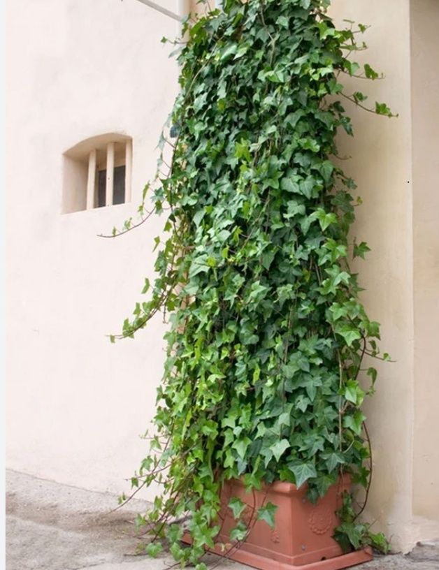Плющ вечнозелёный.Для оформления заборов,уютных уголков в Вашем саду.