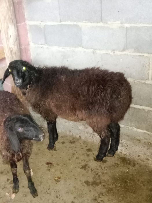 Қой 1 жасар семіз