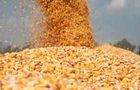 Porumb boabe Ucraina