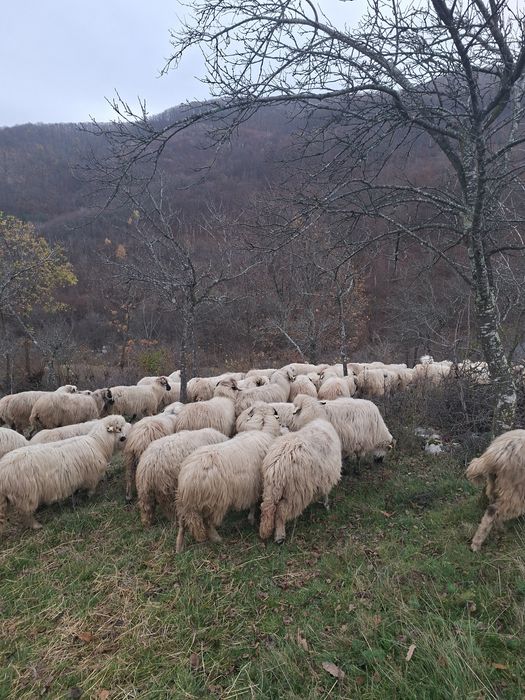 De vanzare oii in jud.Bihor