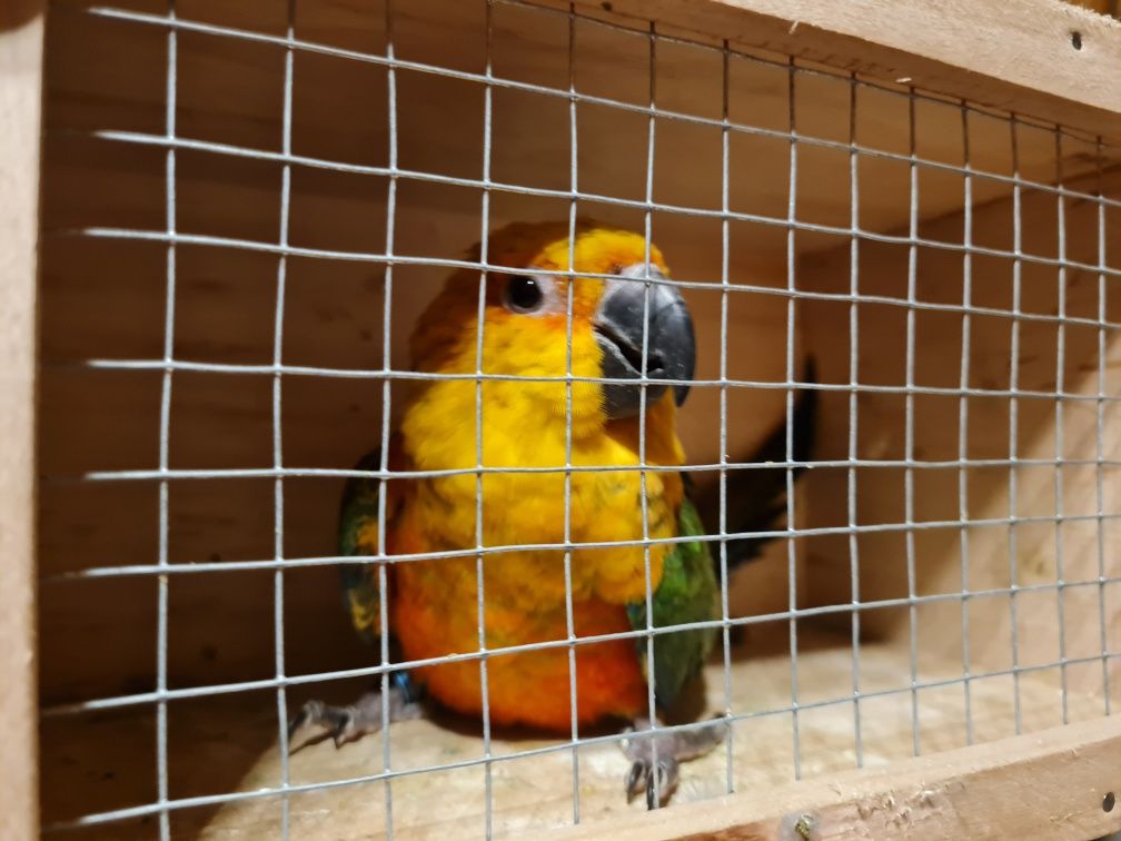 Papagali Aratinga