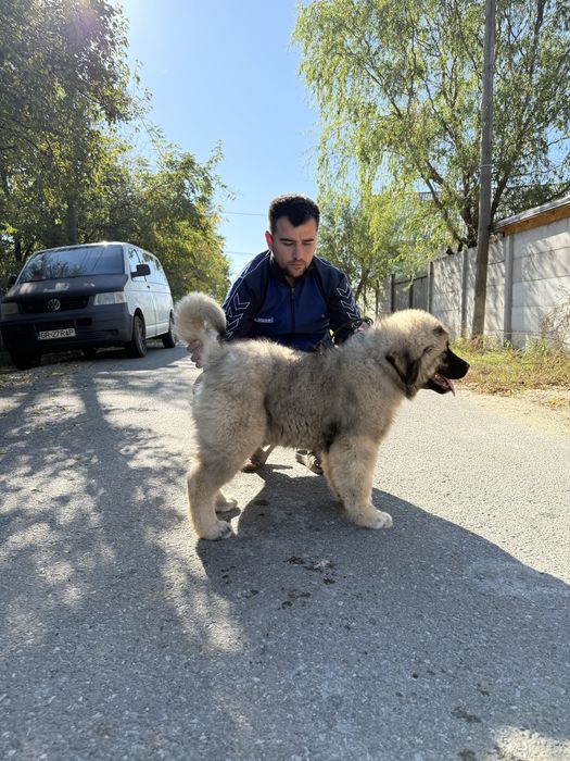 Mascul ciobanesc caucazian