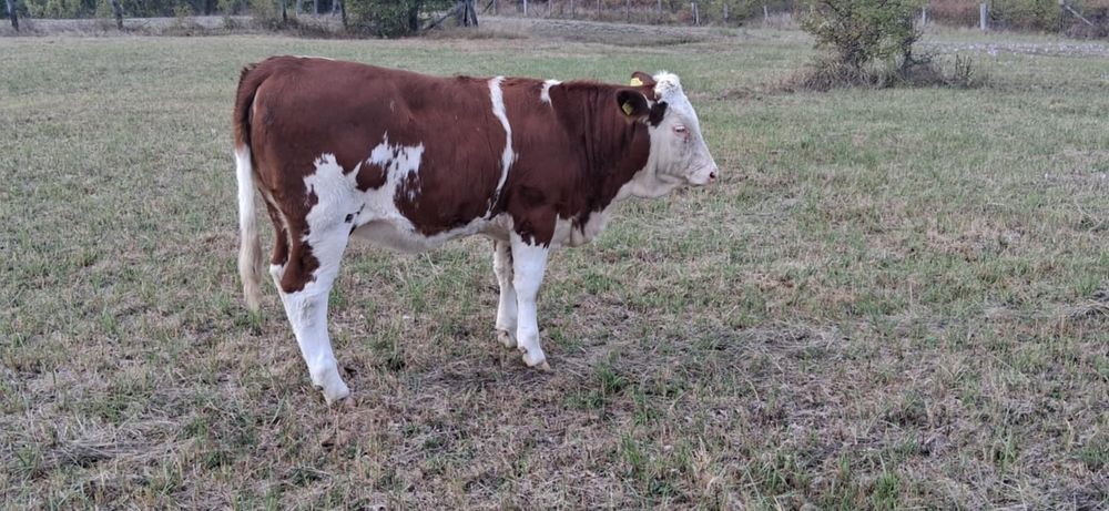 Bălțată Românească 7 luni