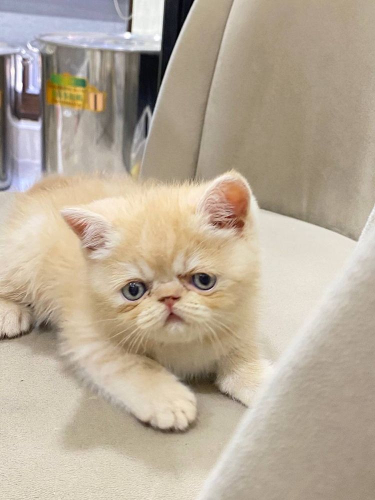 Продаются котята Экзотические короткошерстные
