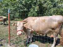 vaca gestanta in 8 luni
