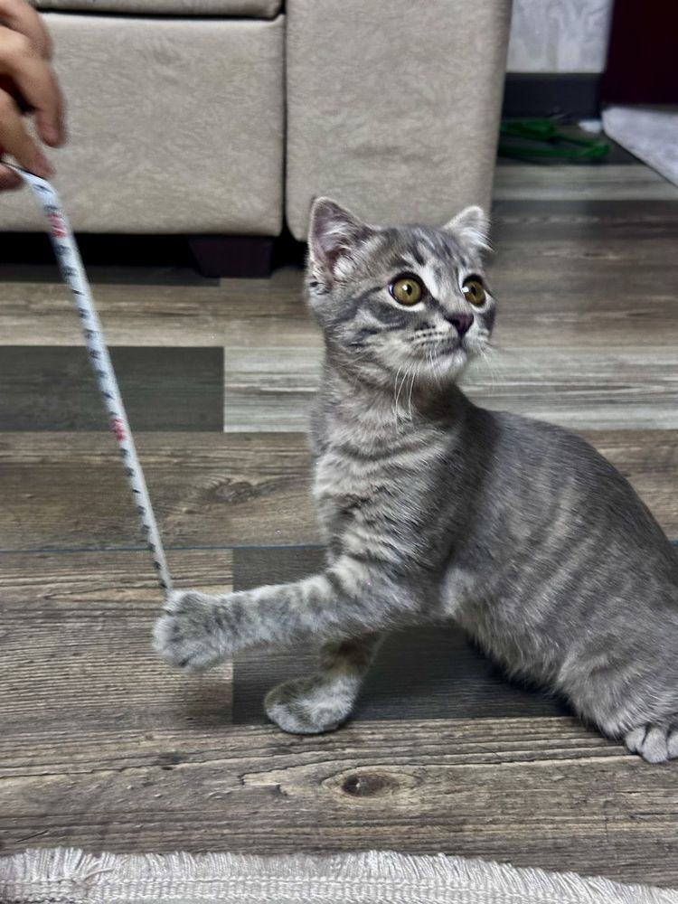 Скоттиш фолд катенок
