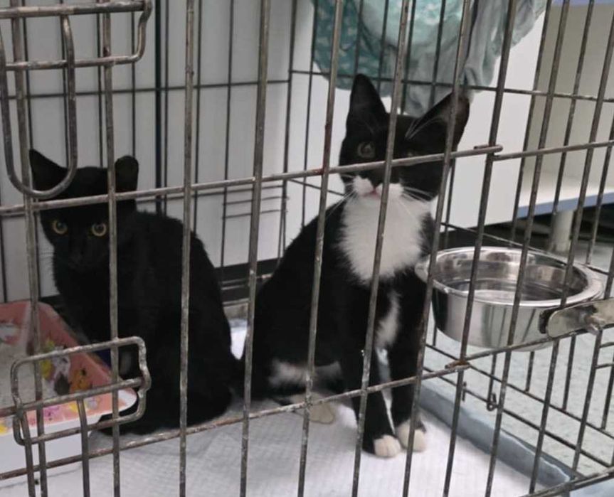 2 pisici fetițe superbe pentru adopție, 5 luni, blânde și sterilizate