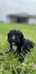 Cavapoo F1( mama Pudel pitic și tata Cavalier)