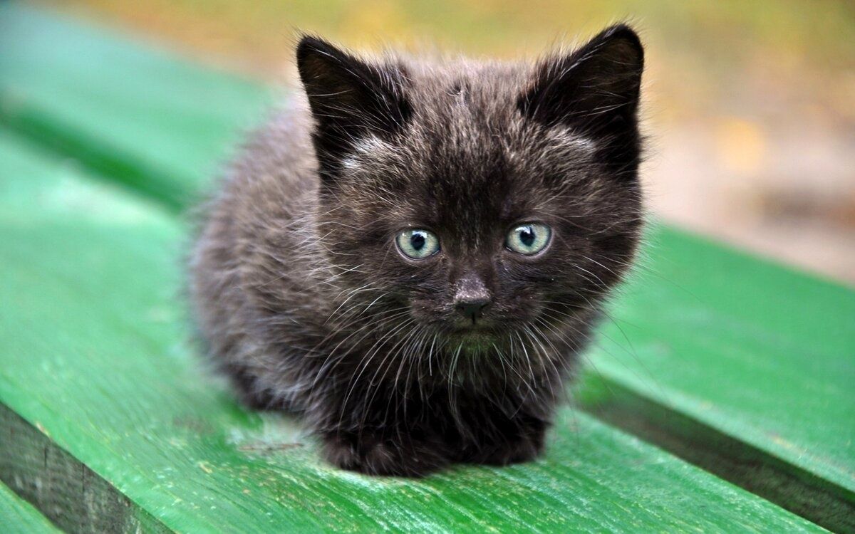 Черный котенок. Отдам даром