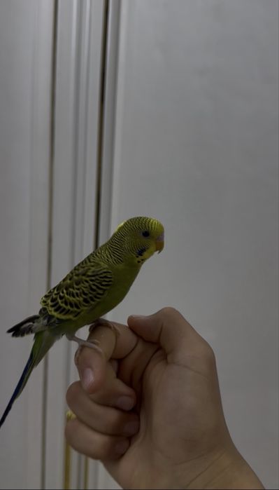 Чистый Ручной Волнистый НАР