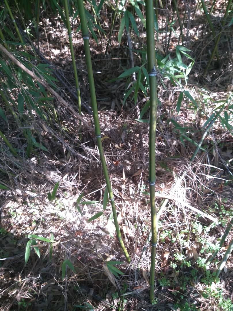 Vând bambus auriu  (Phyllostachis)