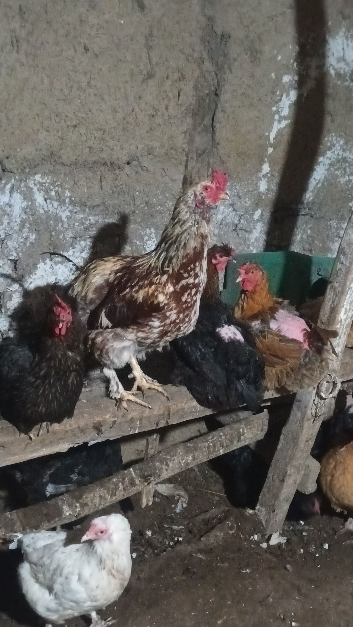 Продавам кокоши яйца 1,20