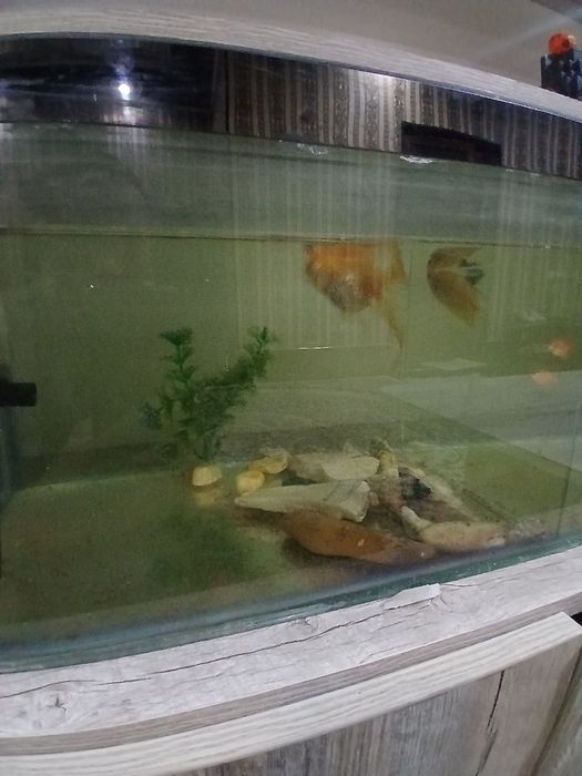 Аквариум ва баликлари билан  сотилади