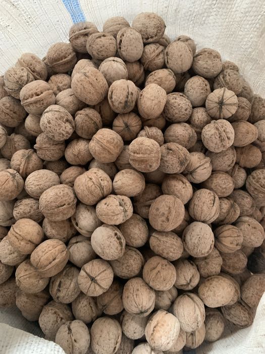 Грецкий орех — оптом и в розницу