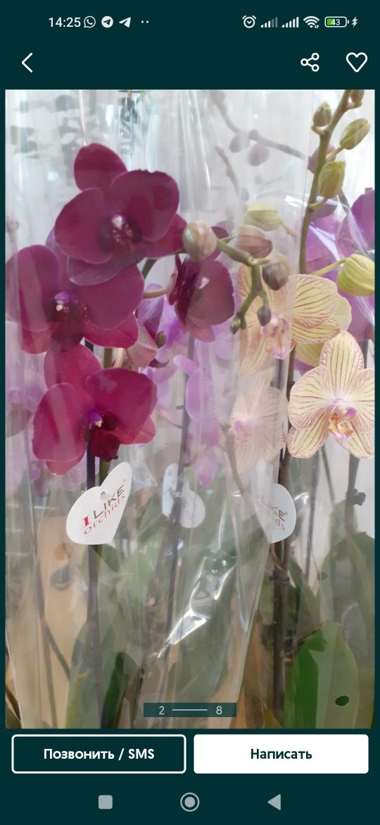 Орхидеи и фиалки