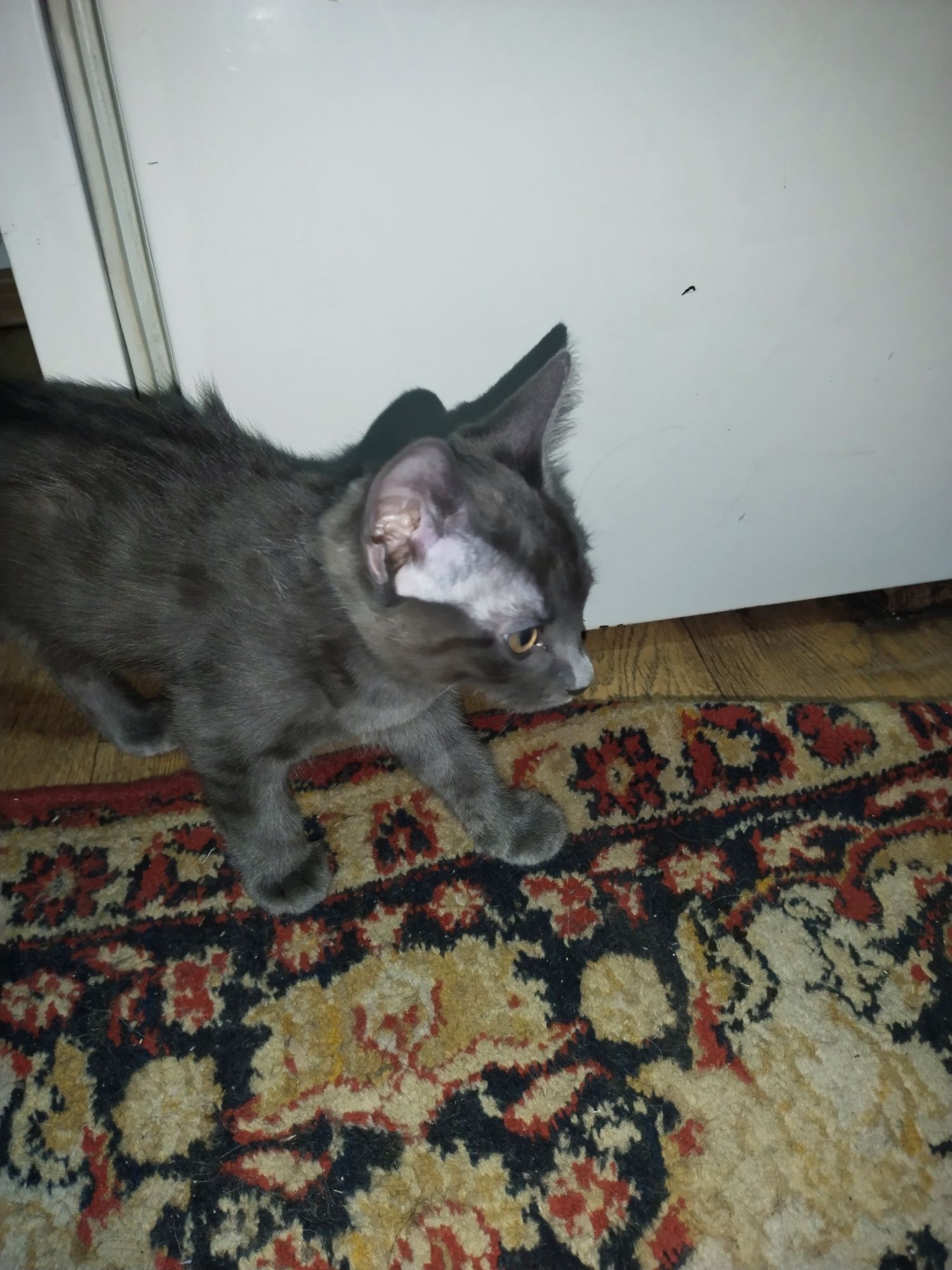 Котенок мальчик бесплатно