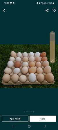 Vând oua de casă  de la găini crescute bio