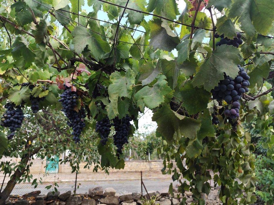 Продавам къща с дворно място в с.Есен,общ. Сунгурларе