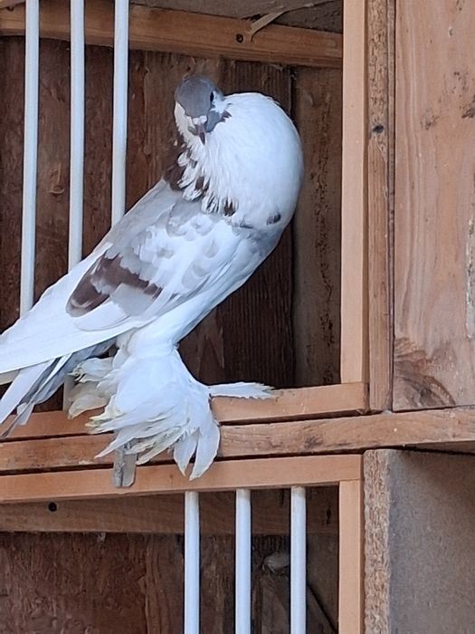 Vand porumbei gusati