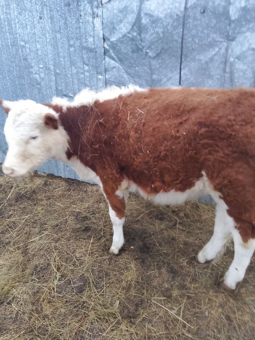 Продаётся срочно