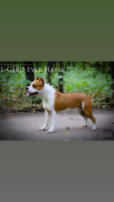 Вязка стаффорд, кобель