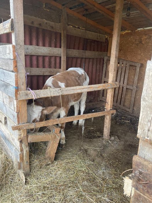 Vând 3 viței vârstă 11 luni