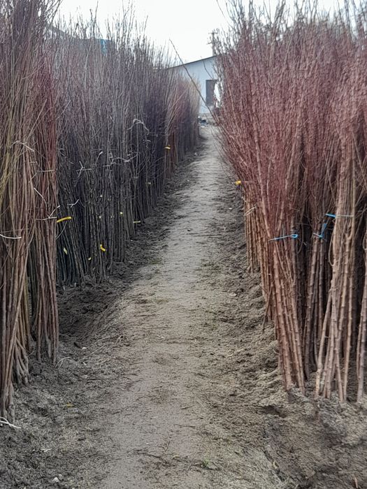 Pomi fructiferi certificați