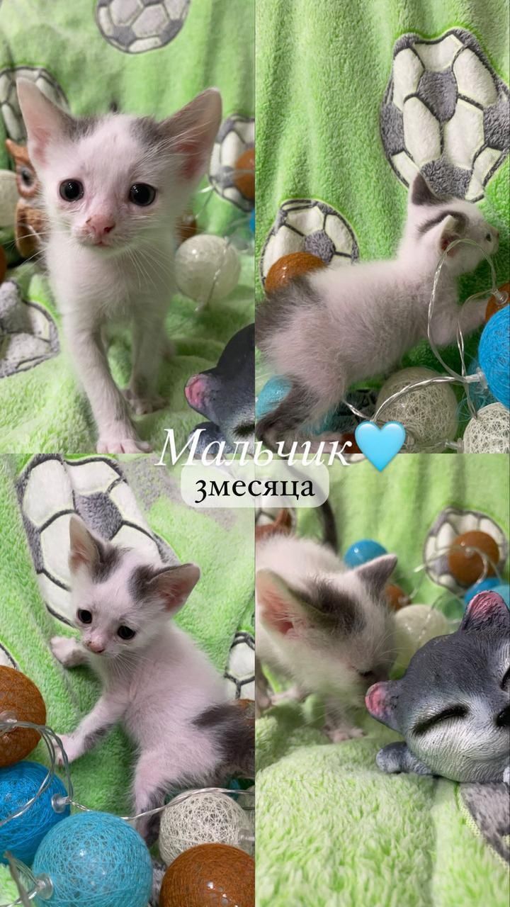 Пристраивается котенок котята