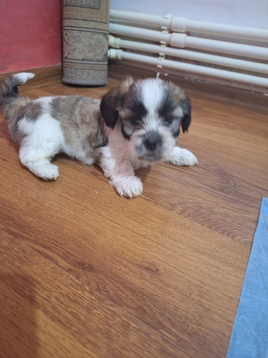 Vând bișoni șițu