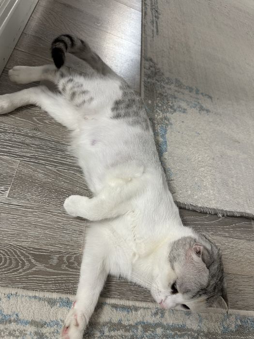 Кошка  породистая продам