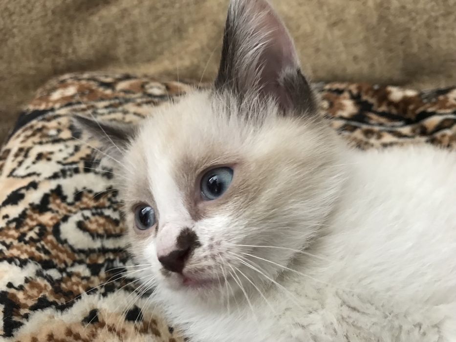 Сиамские котята красавицы