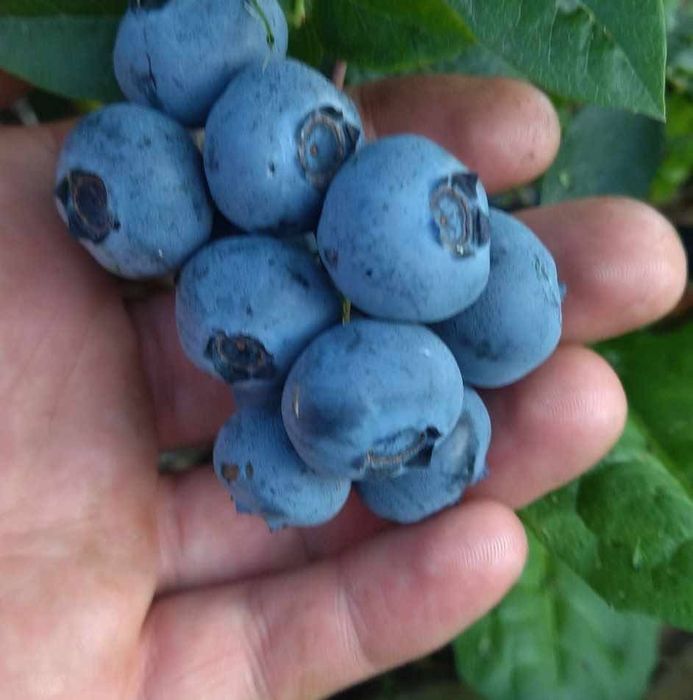 Fructe de padure congelate: zmeură, afine,cătină,coacaze,mure,capsune