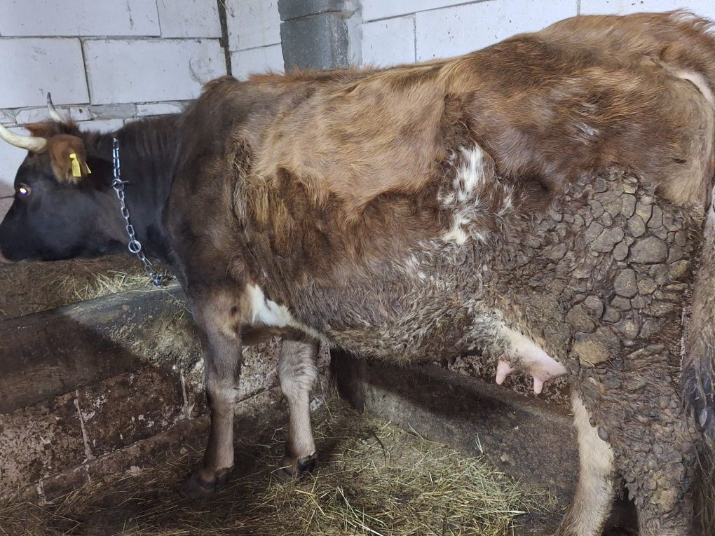 Vaca jurinca la prima fatare