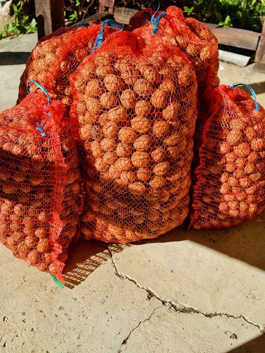 Vand nuci 2025! La saci de 10 sau 5 kg