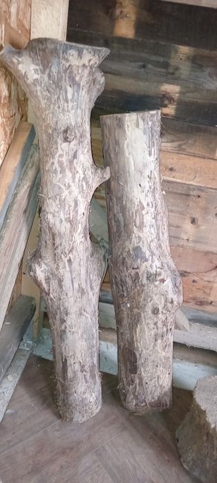 Butuci de nuc.  Uscat.