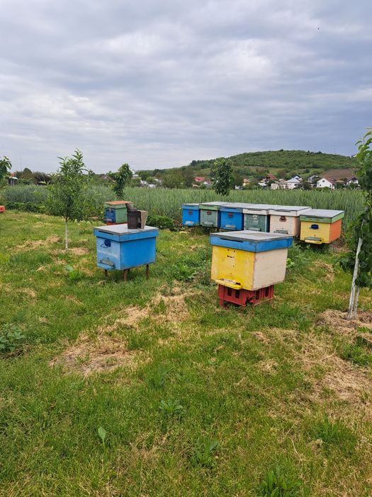 Vand camion apicol, familii albine, roiuri, cutii, stupi