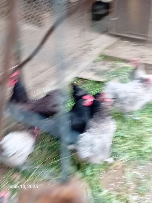 Vând puii de găină rasă Australorp albastru și negru