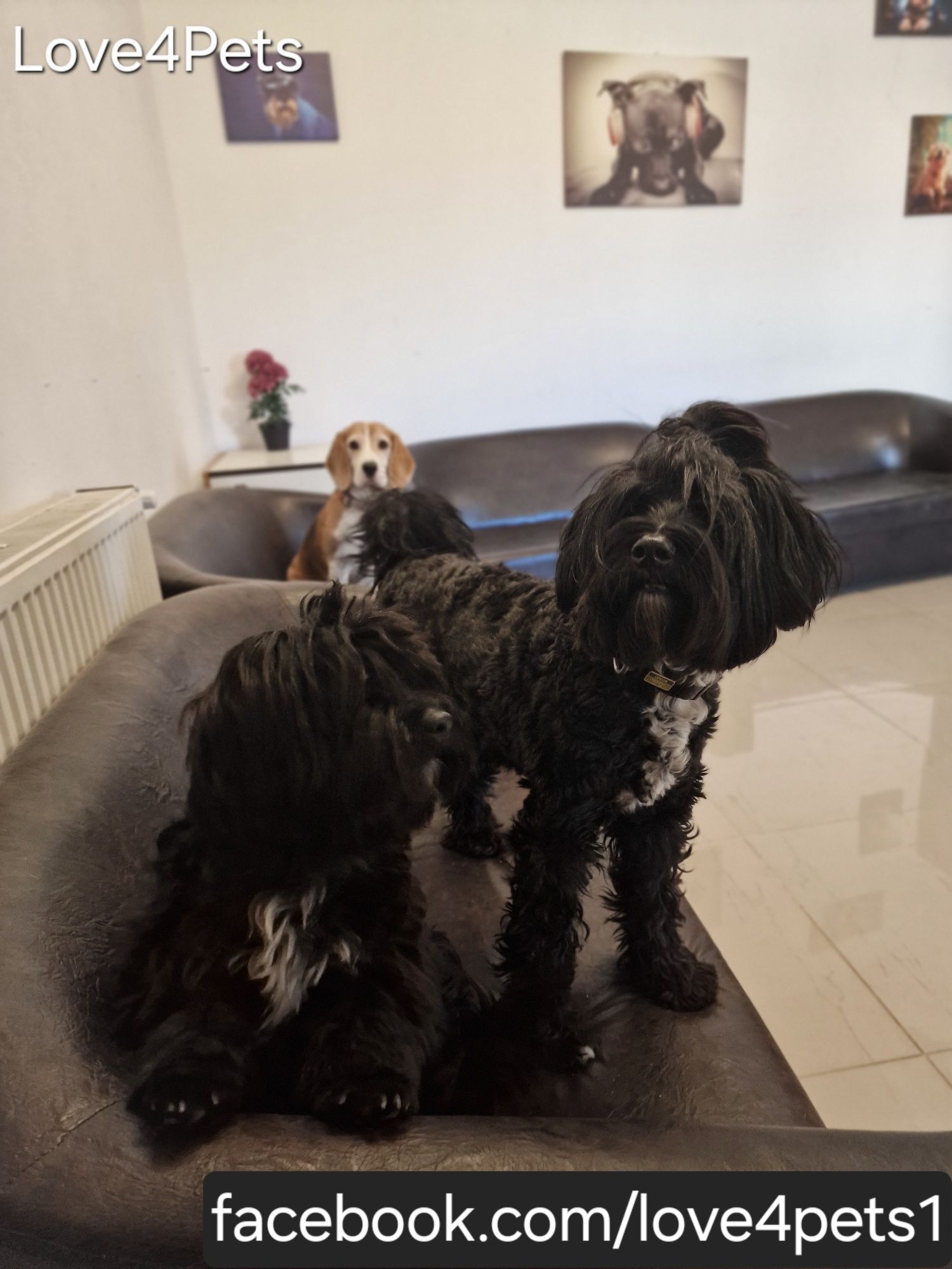 Cazare caini/ Pensiune canina/ Pet Sitter/ Pet Hotel/ Love4Pets